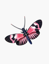 Load image into Gallery viewer, Longwing Butterfly